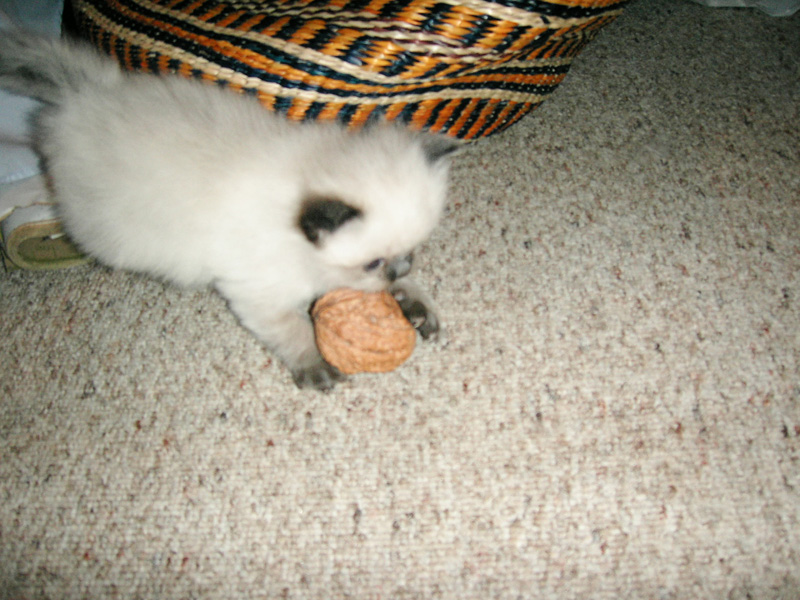 w2056 Giant Walnut captured.jpg 211.1K